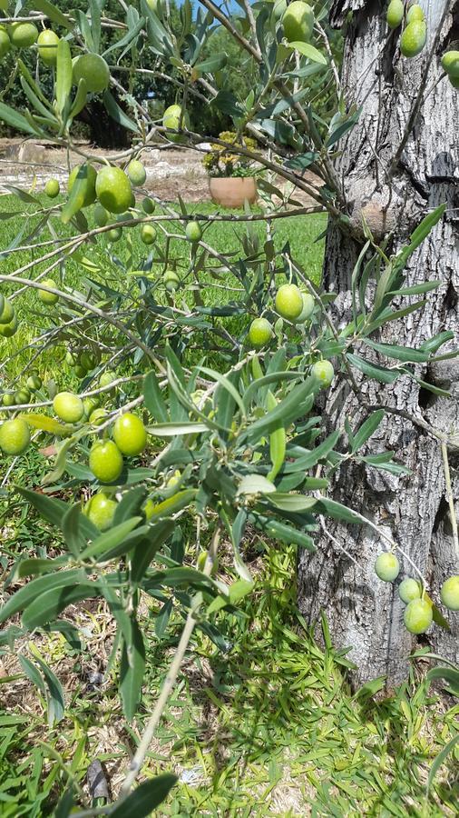 Agriturismo Masseria Sant' Elia أرينيلا المظهر الخارجي الصورة